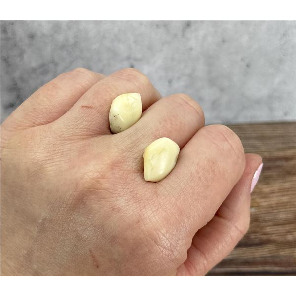 Montana Bull Elk Teeth