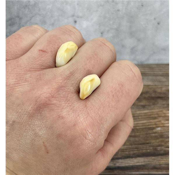Montana Bull Elk Teeth