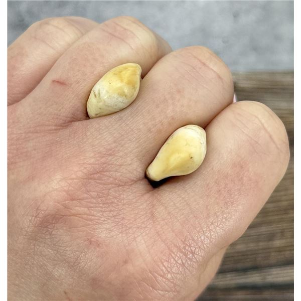 Montana Bull Elk Teeth