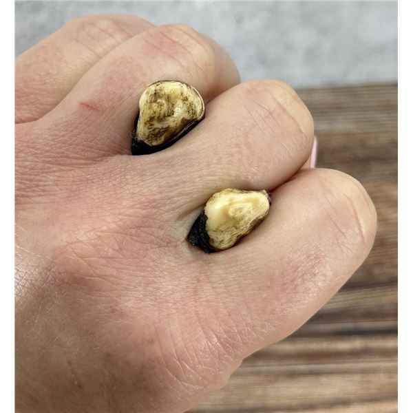 Montana Bull Elk Teeth