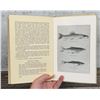 Image 8 : Yellowstone Fishes Author Signed First Edition