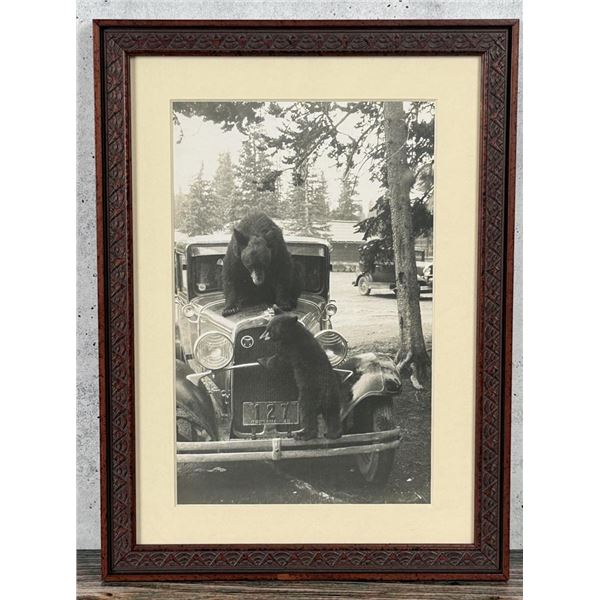 Yellowstone National Park Montana Bear Photo