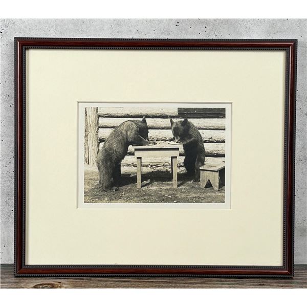 Yellowstone National Park Montana Bear Photo