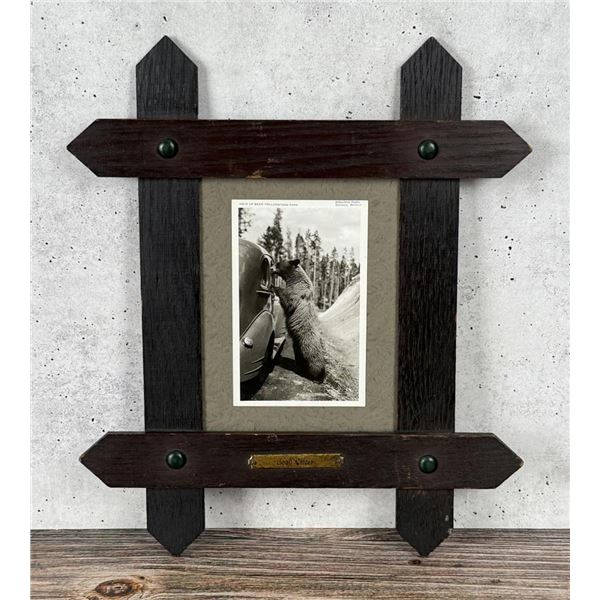 Yellowstone National Park Montana Bear Photo