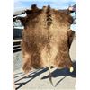 Taxidermy Montana Buffalo Hide Robe Rug