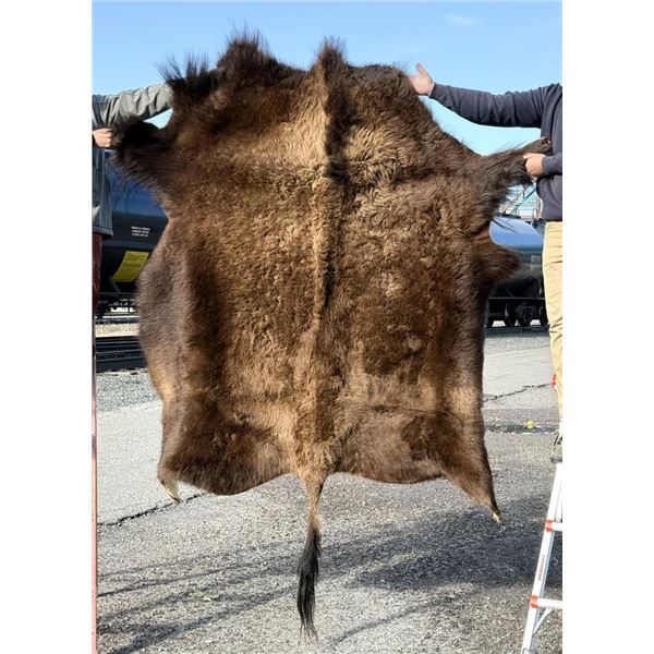 Taxidermy Montana Buffalo Hide Robe Rug