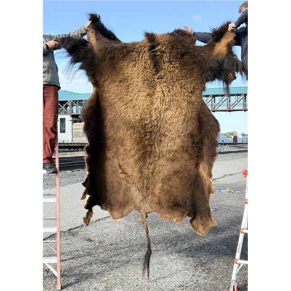 Taxidermy Montana Buffalo Hide Robe Rug