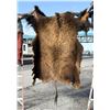 Taxidermy Montana Buffalo Hide Robe Rug