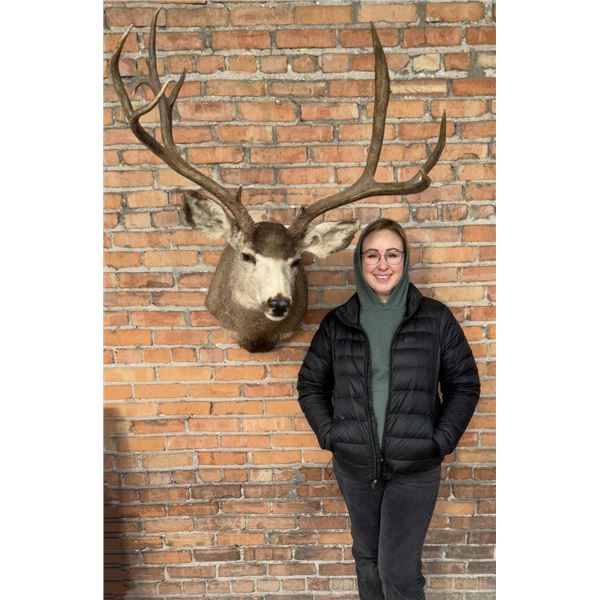 Gigantic Montana Taxidermy Trophy Mule Deer Mount