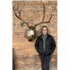 Gigantic Montana Taxidermy Trophy Mule Deer Mount