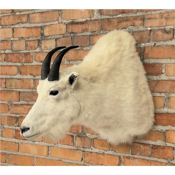 Montana Mountain Goat Taxidermy Mount