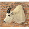 Montana Mountain Goat Taxidermy Mount