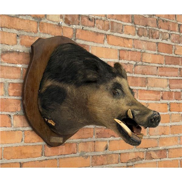 Tennessee Shoulder Mount Taxidermy Feral Pig