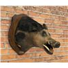 Tennessee Shoulder Mount Taxidermy Feral Pig