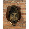 Image 3 : Tennessee Shoulder Mount Taxidermy Feral Pig