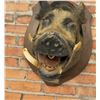 Image 5 : Tennessee Shoulder Mount Taxidermy Feral Pig