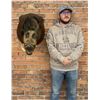 Image 6 : Tennessee Shoulder Mount Taxidermy Feral Pig