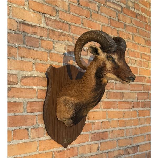 Tennessee Corsican Ram Taxidermy Shoulder Mount
