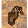 Tennessee Corsican Ram Taxidermy Shoulder Mount