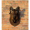 Image 2 : Tennessee Corsican Ram Taxidermy Shoulder Mount