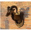 Image 3 : Tennessee Corsican Ram Taxidermy Shoulder Mount