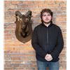 Image 4 : Tennessee Corsican Ram Taxidermy Shoulder Mount
