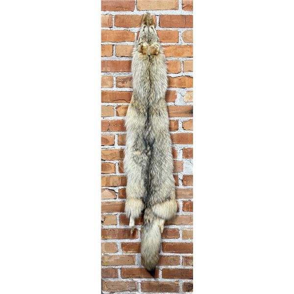 Montana Taxidermy Coyote Pelt Hide