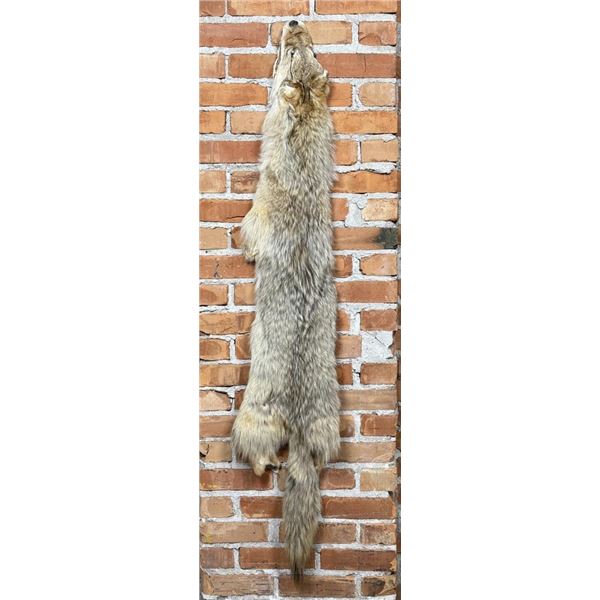 Montana Taxidermy Coyote Pelt Hide