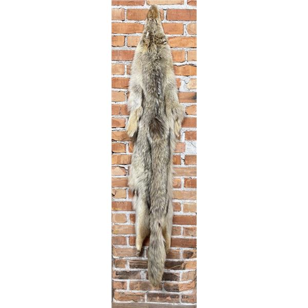 Montana Taxidermy Coyote Pelt Hide