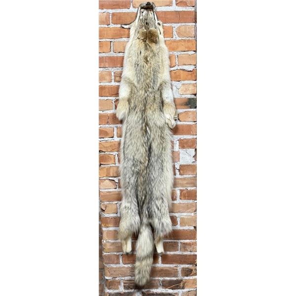 Montana Taxidermy Coyote Pelt Hide