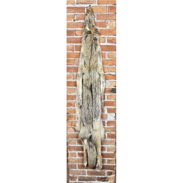 Montana Taxidermy Coyote Pelt Hide