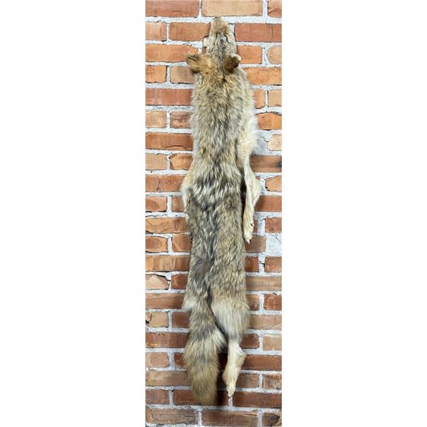Montana Taxidermy Coyote Pelt Hide