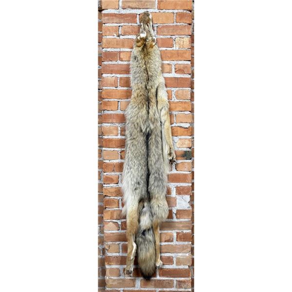 Montana Taxidermy Coyote Pelt Hide