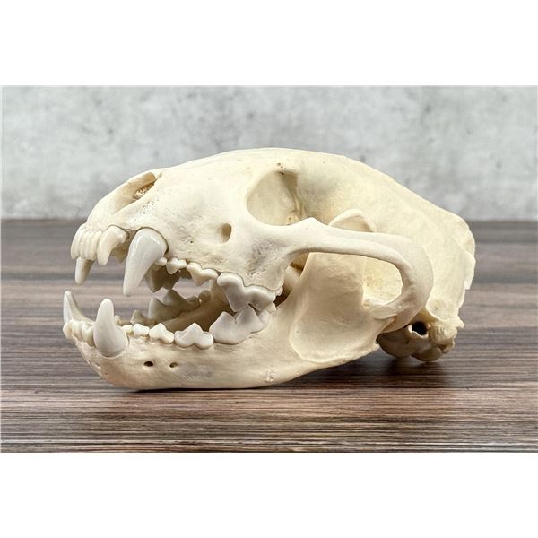 Taxidermy Montana Mountain Lion Skull