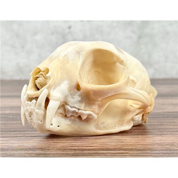 Montana Taxidermy Bobcat Skull