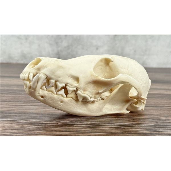 Montana Taxidermy Fox Skull