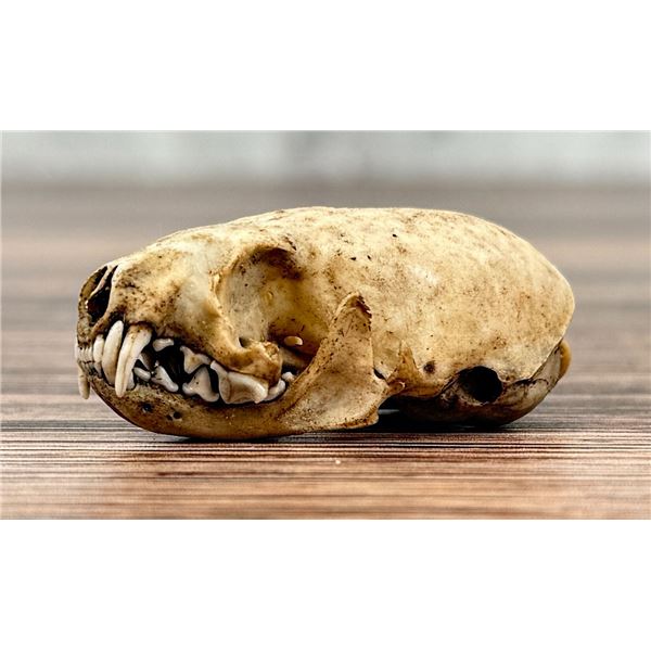 Montana Taxidermy Mink Skull