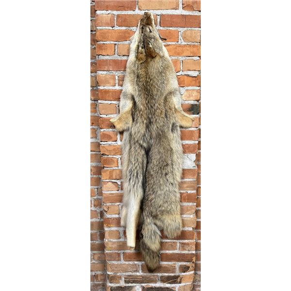 Montana Taxidermy Coyote Pelt Hide