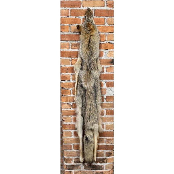 Montana Taxidermy Coyote Pelt Hide