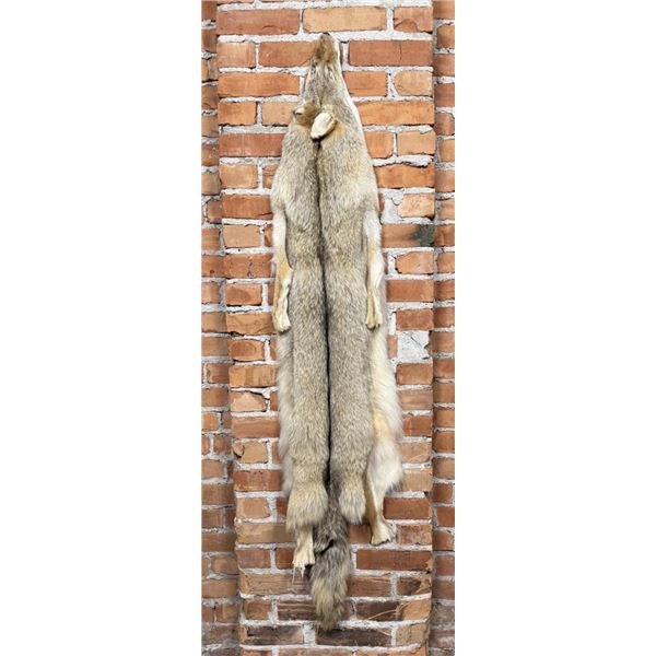 Montana Taxidermy Coyote Pelt Hide