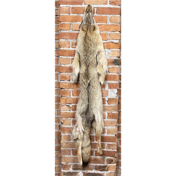Montana Taxidermy Coyote Pelt Hide