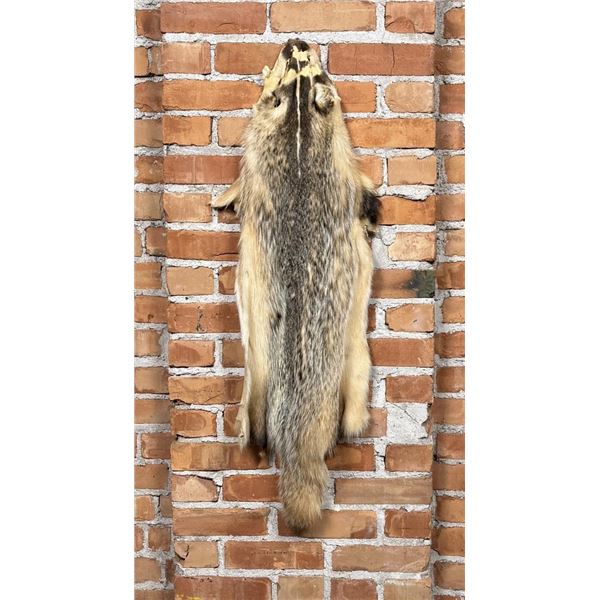 Montana Taxidermy Badger Fur Hide Pelt