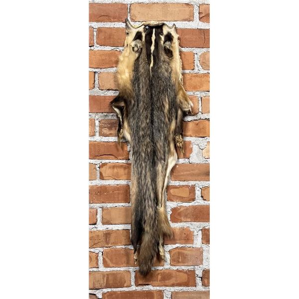 Montana Taxidermy Badger Fur Hide Pelt