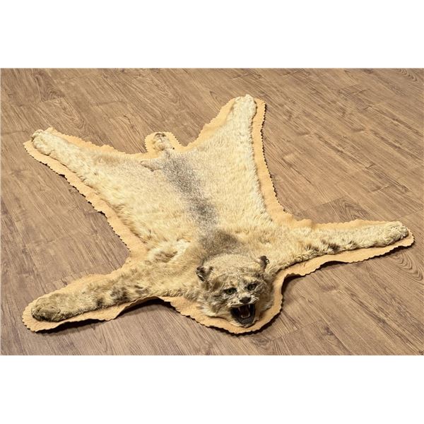 Montana Taxidermy Bobcat Rug