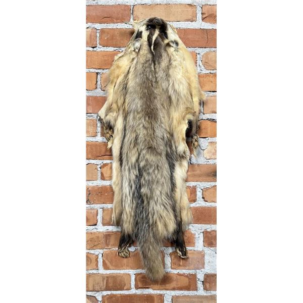 Montana Taxidermy Badger Fur Hide Pelt