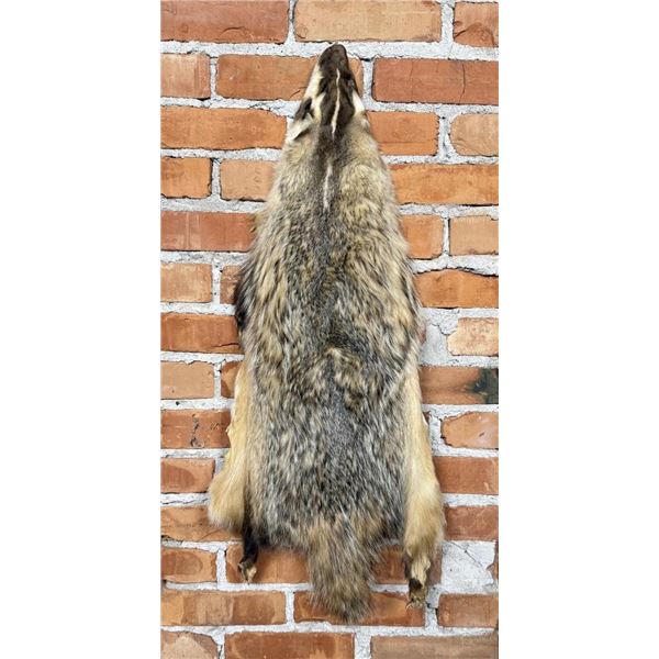 Montana Taxidermy Badger Fur Hide Pelt