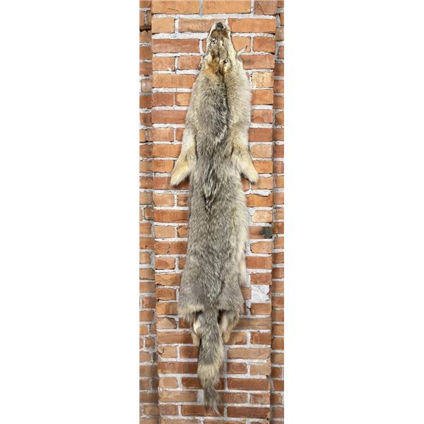 Montana Taxidermy Coyote Pelt Hide