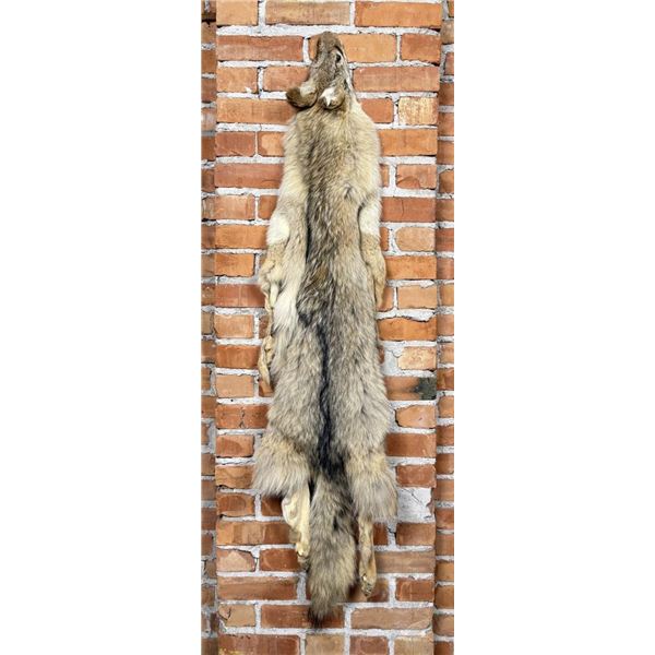 Montana Taxidermy Coyote Pelt Hide