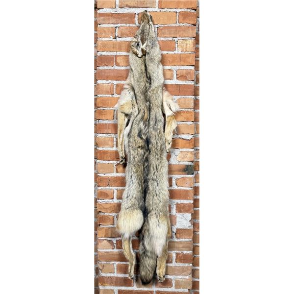Montana Taxidermy Coyote Pelt Hide