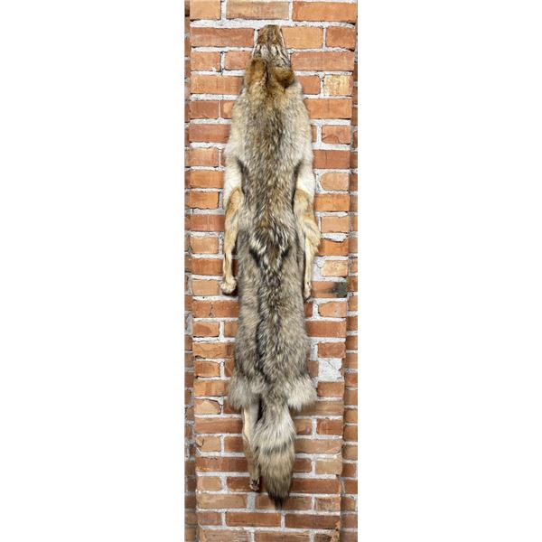 Montana Taxidermy Coyote Pelt Hide